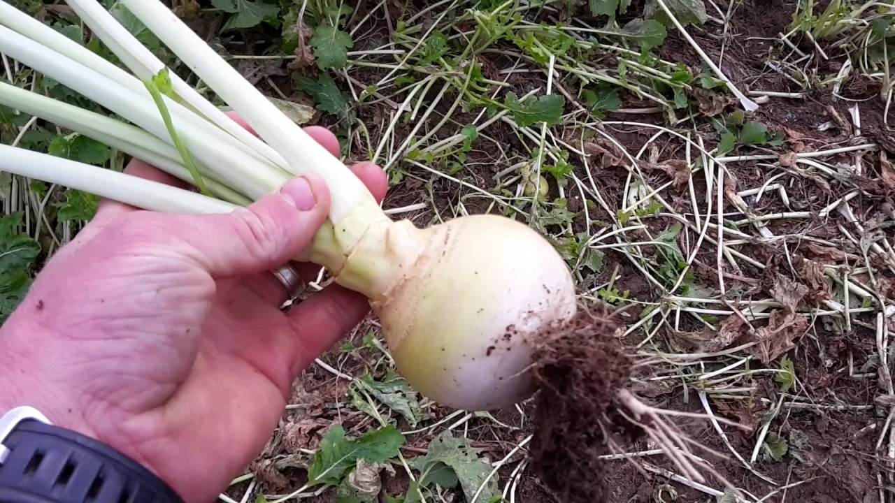 Grazing turnips with dairy cows