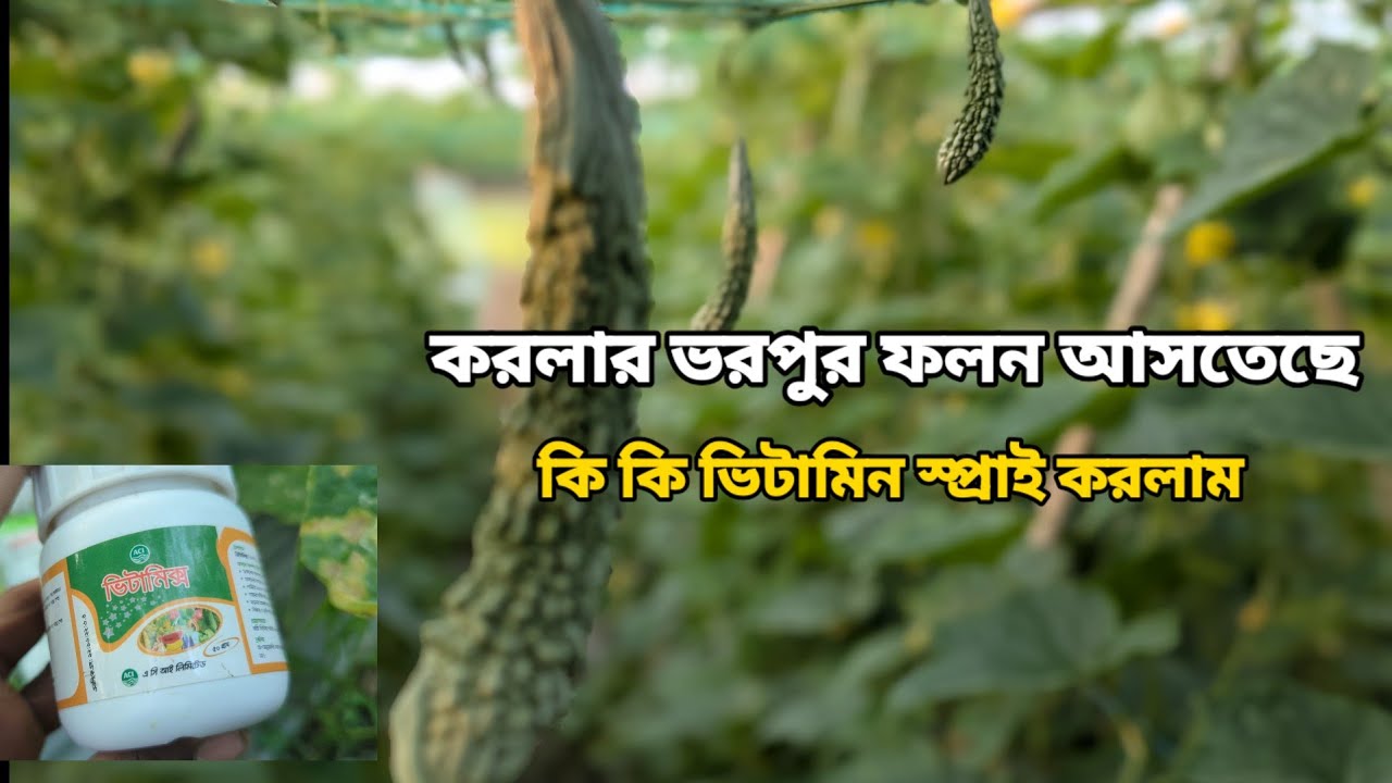 করলার ভরপুর ফলন আসা শুরু করে দিছে। কি কি কীটনাশকের স্প্রোই করলাম 🤔🤔🐝