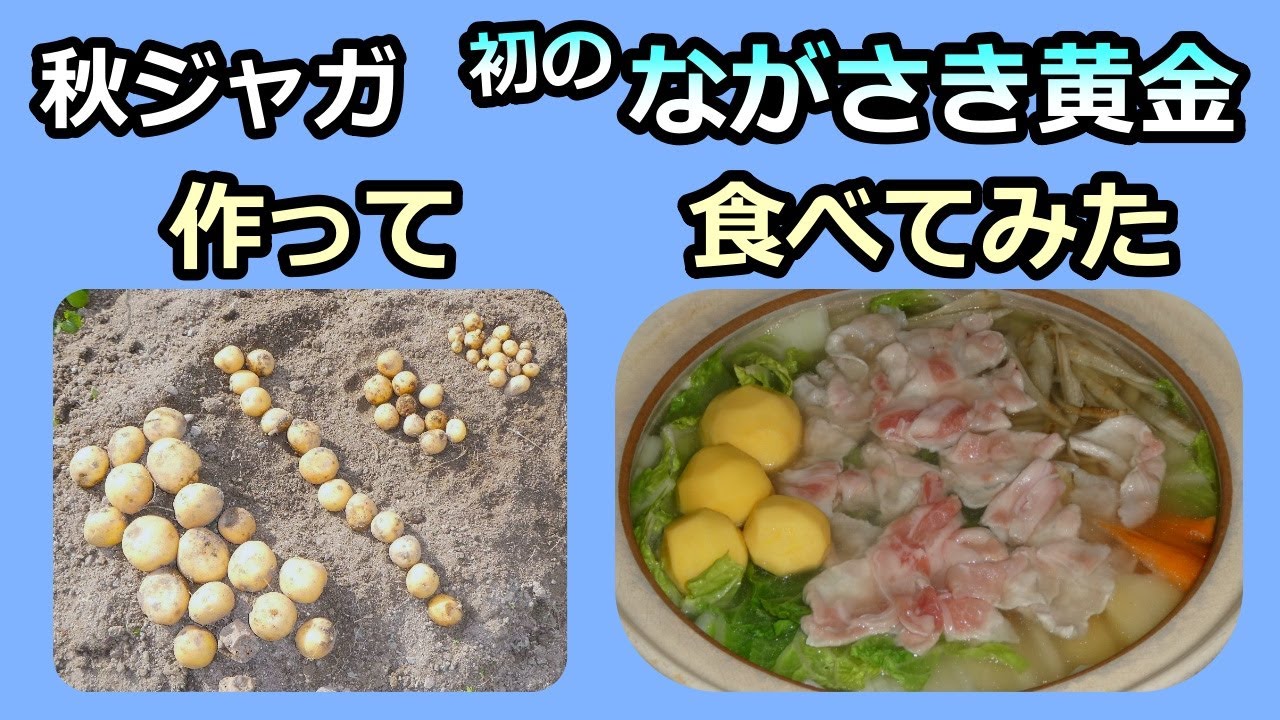 【秋ジャガ収穫 2025】初の「ながさき黄金」を育てて食べてみた