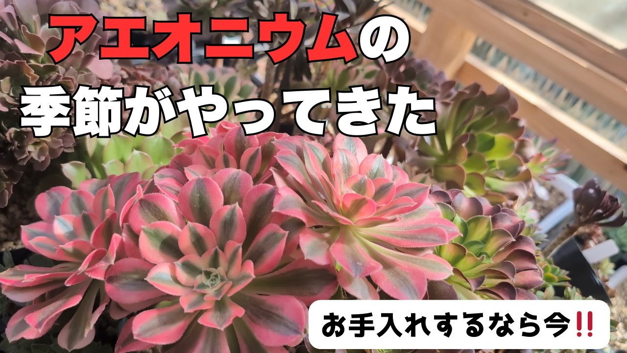 早めにお手入れをした方が良いかもしれません。過酷な梅雨から夏を乗り切る為の方法。