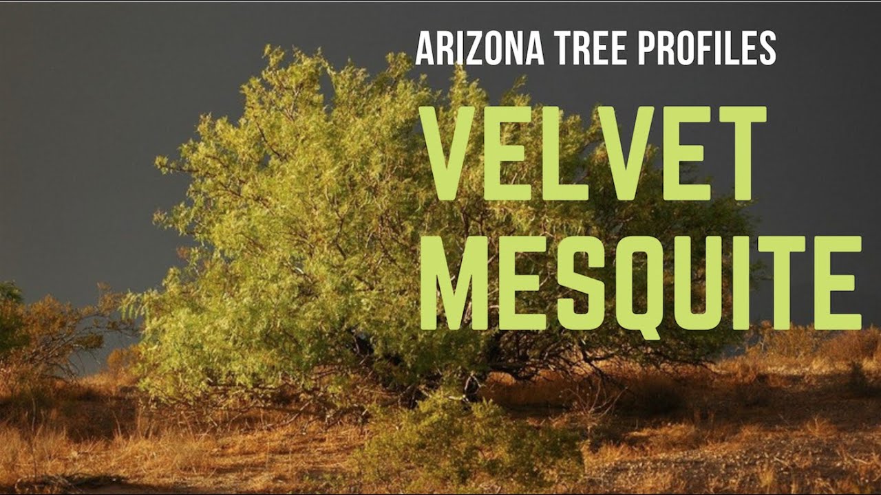 Velvet Mesquite - Arizona Tree Profiles