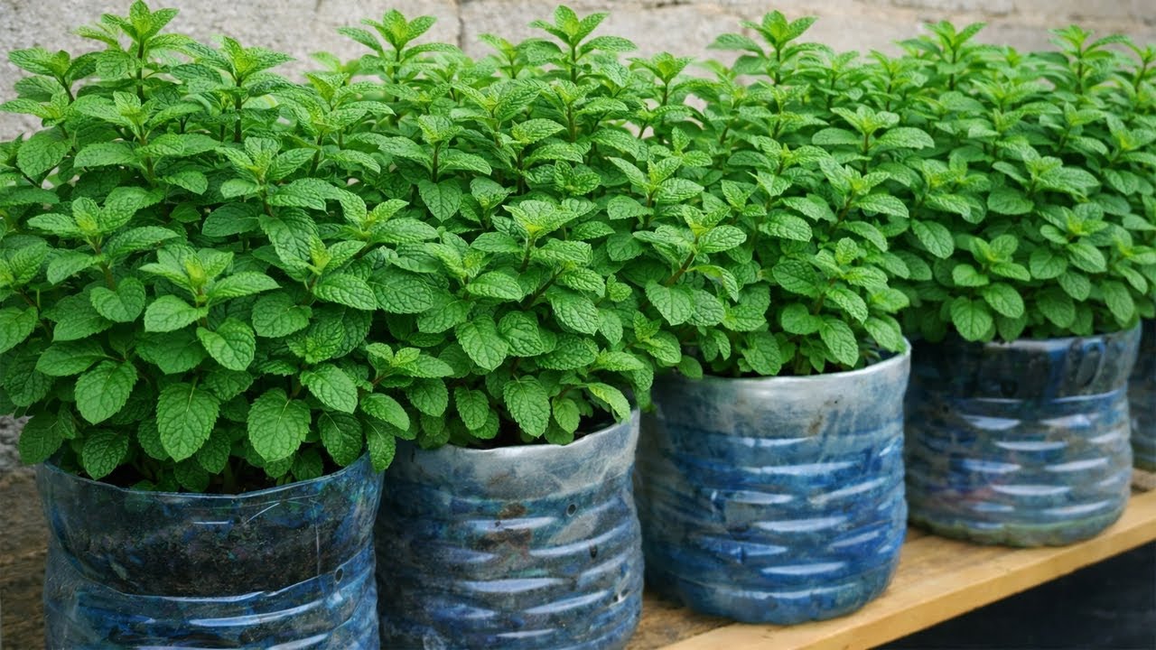 مفيش حد زرع النعناع بالطريقة دى وفشل ابدا🌿💥