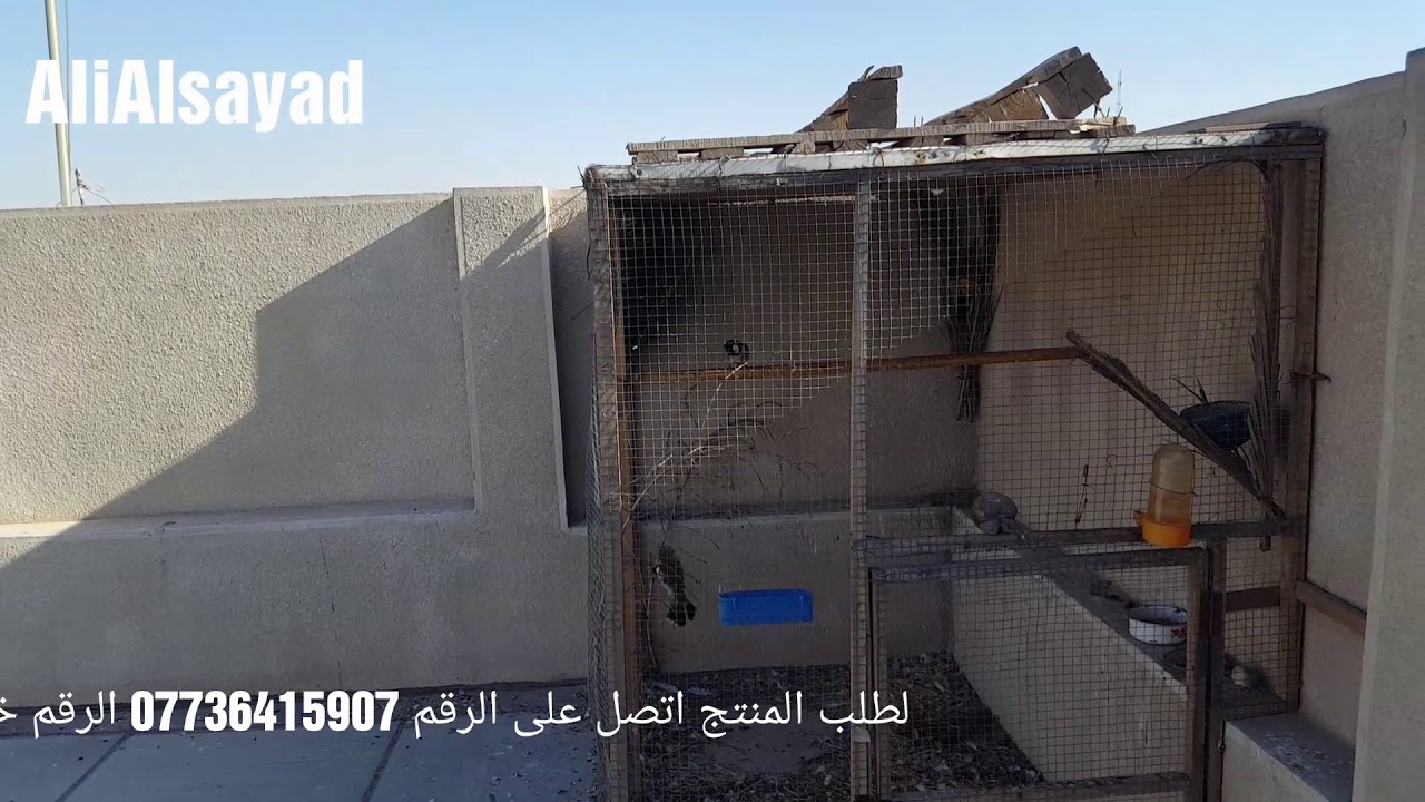 شرح فوائد دود العتل وطريقة تقديمه للبلابل