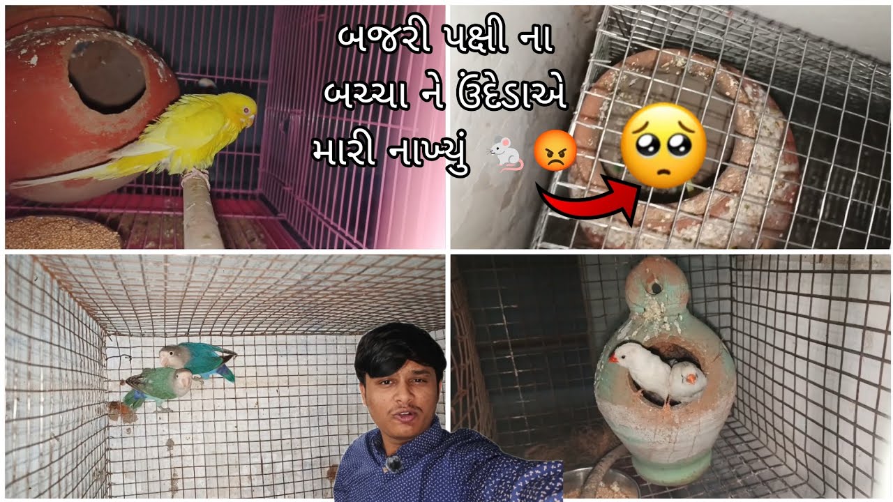 બજરી પક્ષી ના બચ્ચા ને ઉંદેડાએમારી નાખ્યું 🐁😡@BirdpetsDmvolg #birds #dailyvlog #parrot #viral #pets 