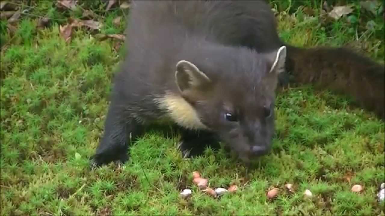 Pine Marten's of the Scottish Highlands