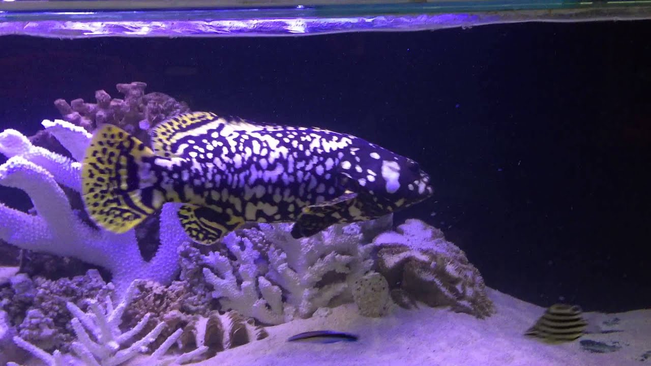 Queensland grouper
