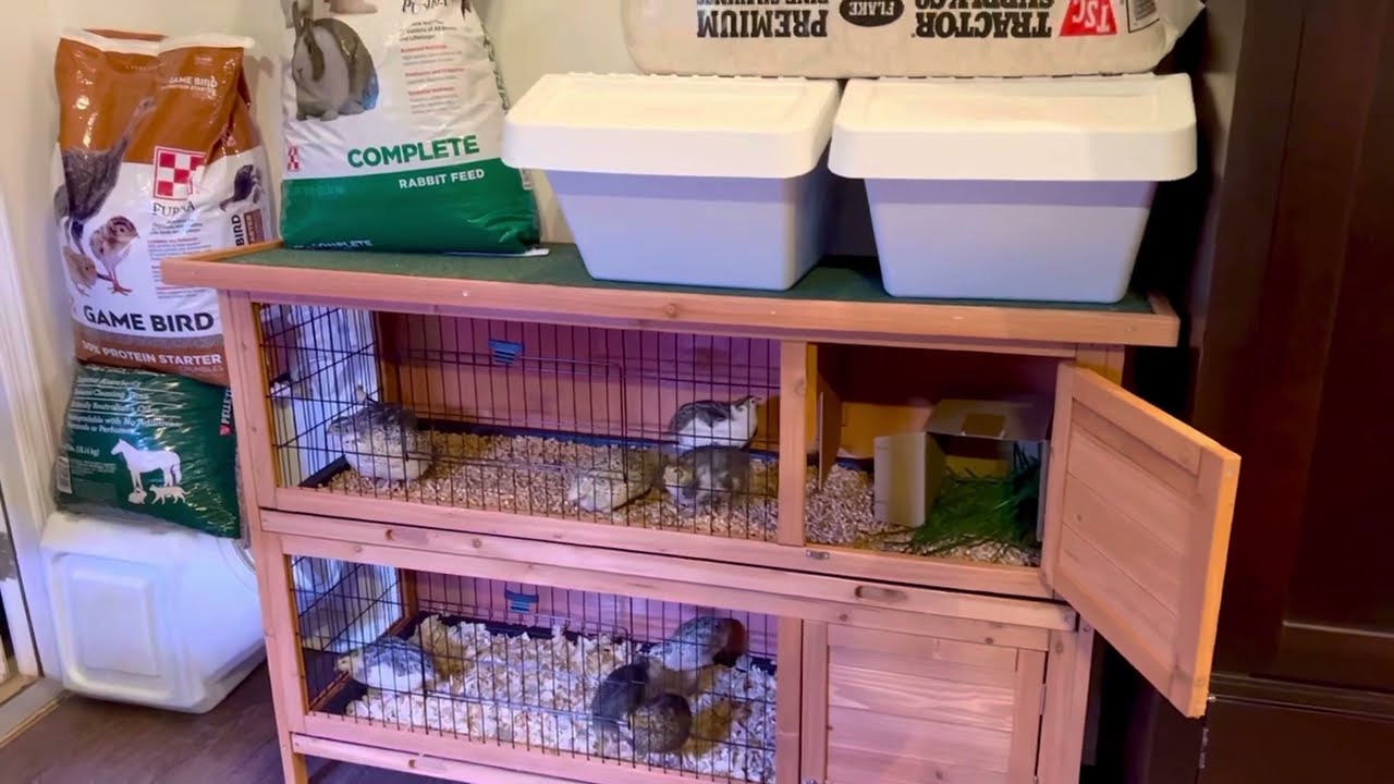 Pet Celadon Quails Move Into a New House and Immediately Blesses It with a Blue Speckled Egg