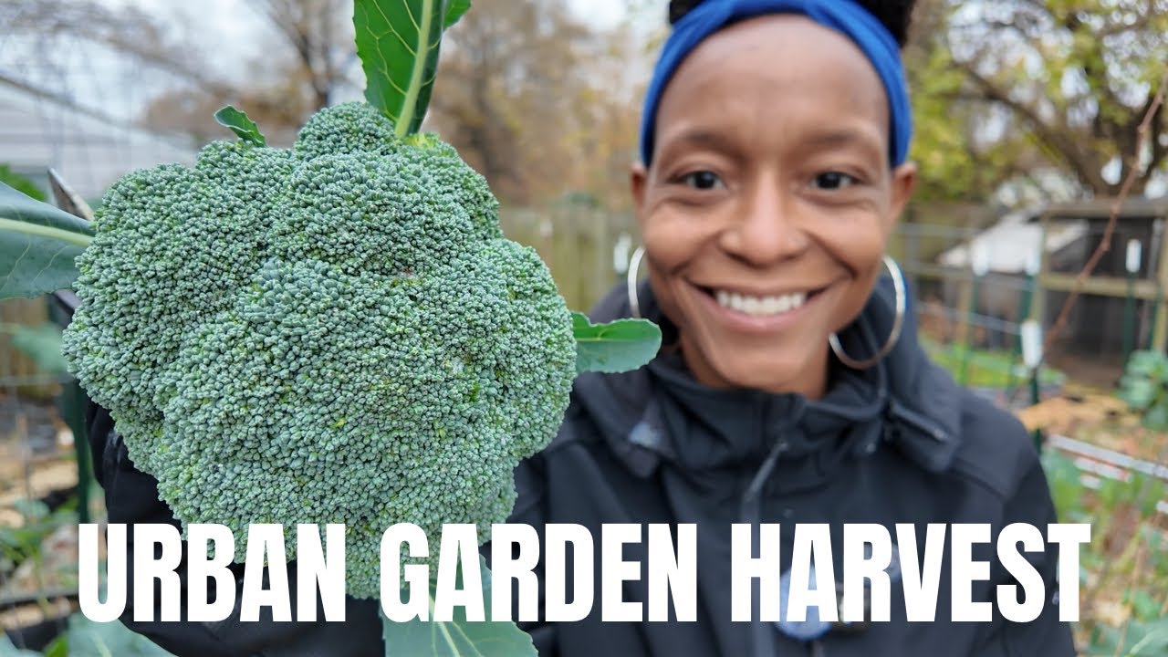 Urban Backyard Garden Harvest | Broccoli + Kale + Collards + Kohlrabi | (The Grumpiest Harvest EVER)