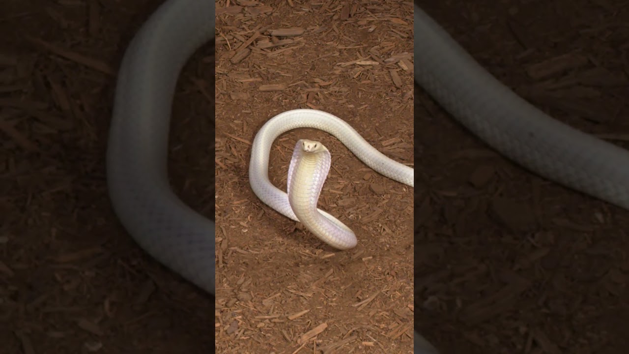 When The King Cobra Knows It's Own Name