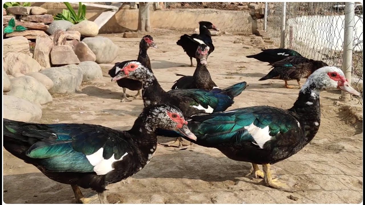 Muscovy Duck Breeding Behavior 🦆 Black Male & White❤️ Duck farming #BlackMuscovyDuck