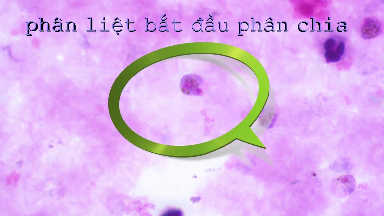 Plasmodium vivax