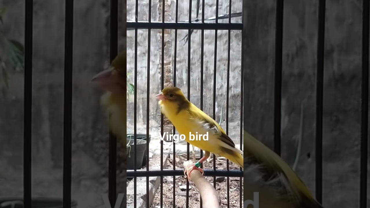 Timbrado canary singing