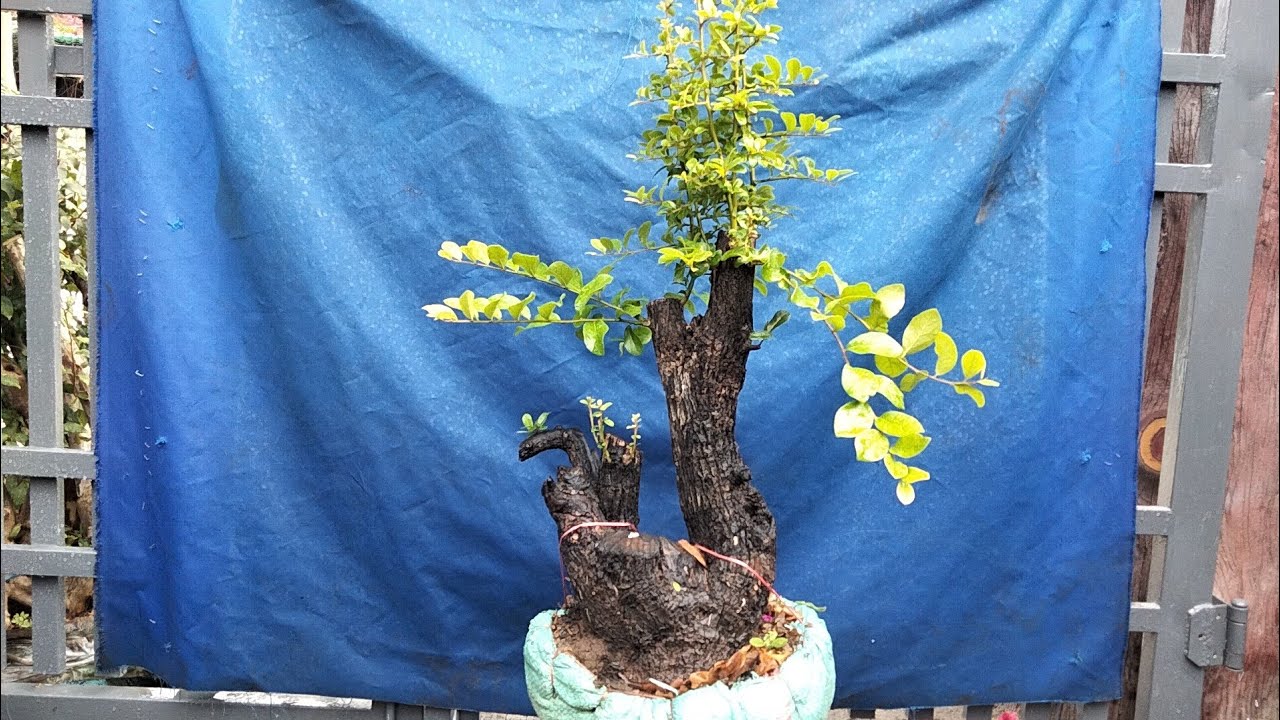 27/2 glae cẩm thị đt 0971.631.433