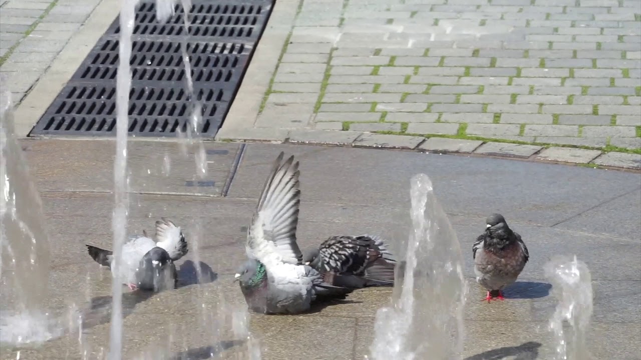 Tauben im Brunnen vor dem Finanzamt Bayreuth Mitte April 2018 (Kurzvideo)