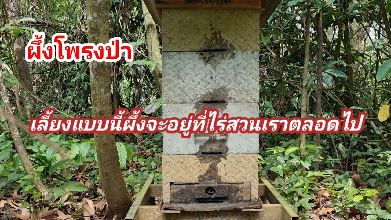 เลี้ยงผึ้งโพรงป่าวิธีเลี้ยงไม่ให้ผึ้งหนีจากไร่สวนและอยู่ตลอดไป,0956681902คุณตาด่อง
