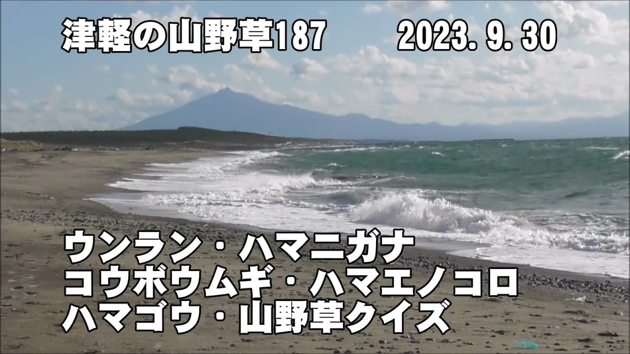津軽の山野草187(ｳﾝﾗﾝ、ﾊﾏﾆｶﾞﾅ、ｺｳﾎﾞｳﾑｷﾞ、ﾊﾏｴﾉｺﾛ、ﾊﾏｺﾞｳ、山野草ｸｲｽﾞ、龍泊ﾗｲﾝﾐﾆ情報)