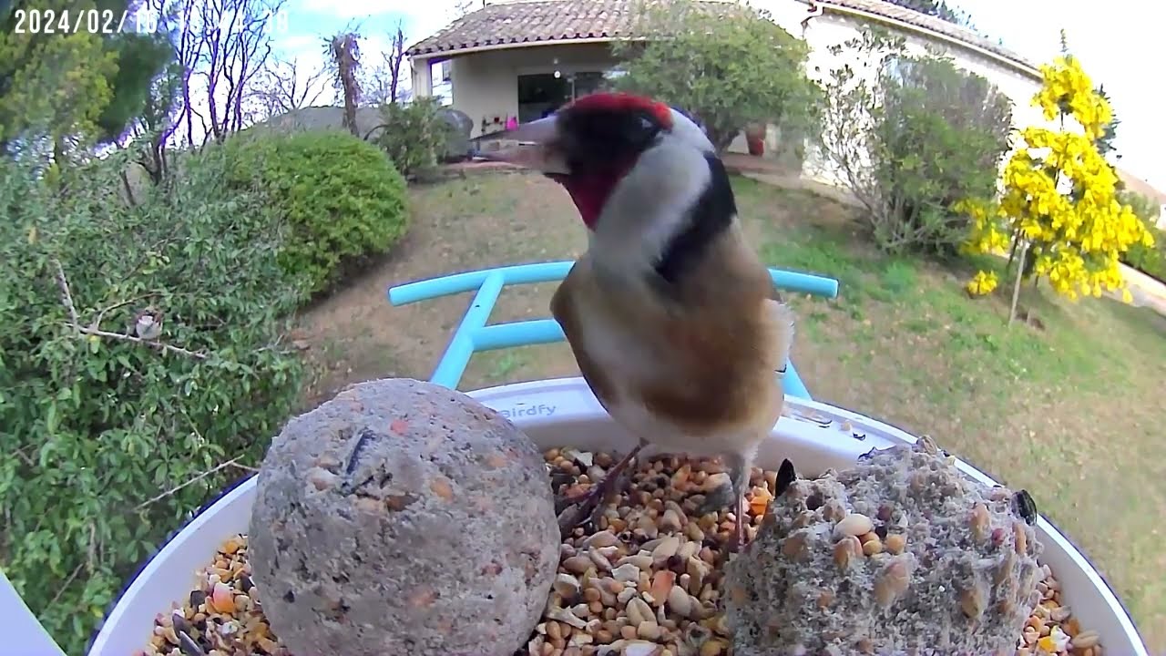 Chardonneret - Rouge Gorge - Mésange Bleue - Mésange Charbonnière - Tarin des Aulnes - Moineaux 🐦