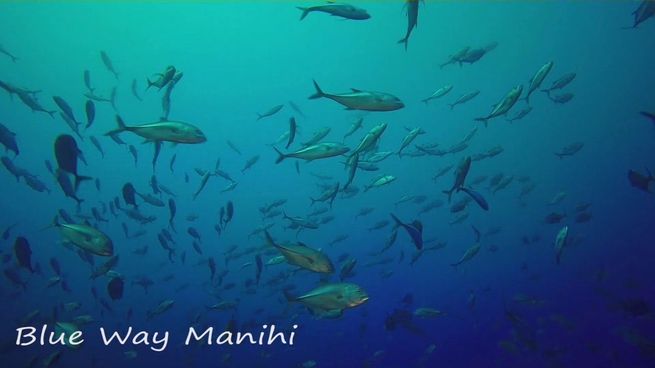 Manihi Blueway