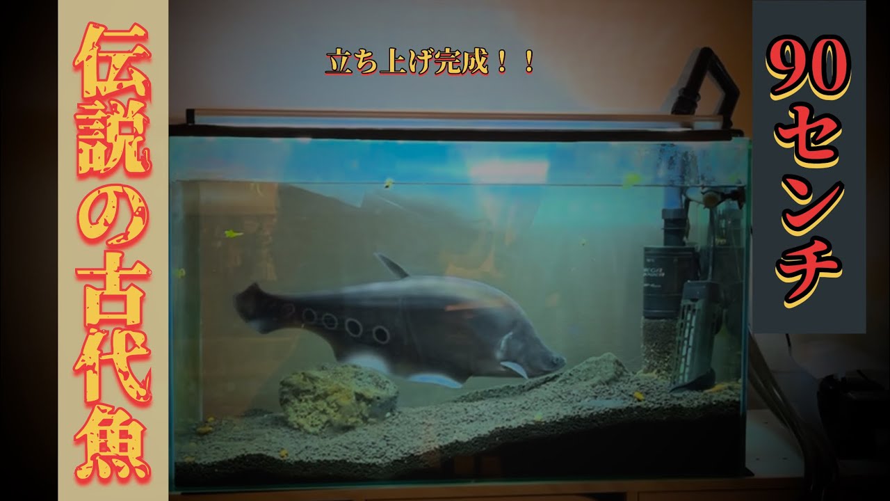 伝説の古代魚ナイフフィッシュに新しくお家立ち上げました!