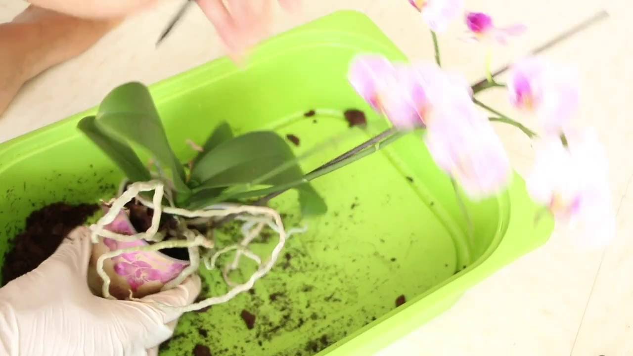 🌸 Comment transférer une orchidée hydroculture? 🌸 Démo💧
