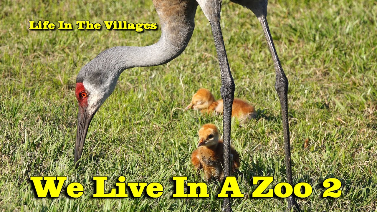 Life In the Villages: We Live In A Zoo 2  (4k 60p)