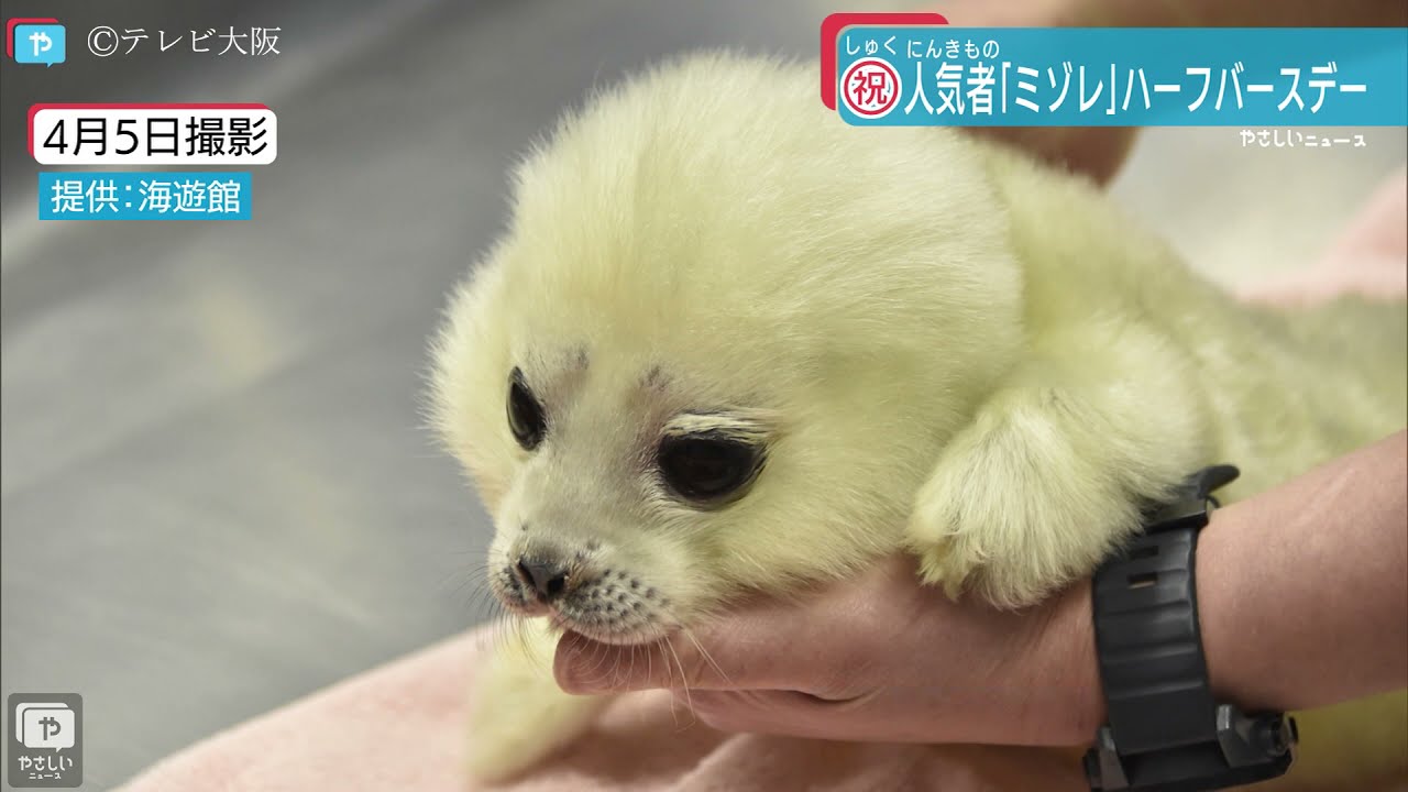 海遊館のアイドル！アザラシ「ミゾレ」まだ小さい頃です😊