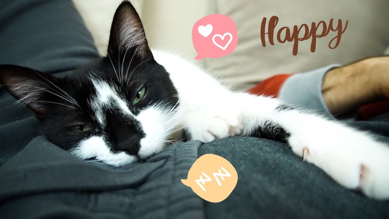 Nami love to sleep with dad | Uni & Nami sister cats