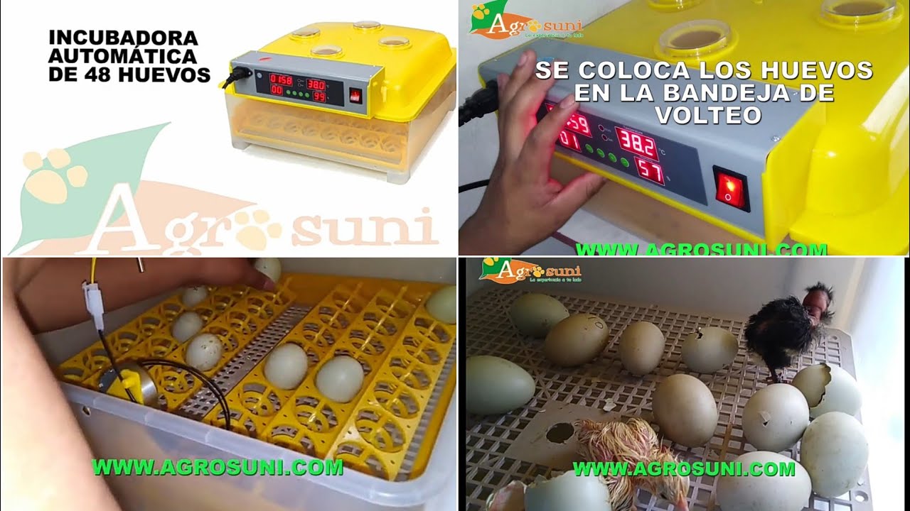 ¿COMO USAR UNA INCUBADORA AUTOMÁTICA DE 48 HUEVOS'? / TUTORIAL