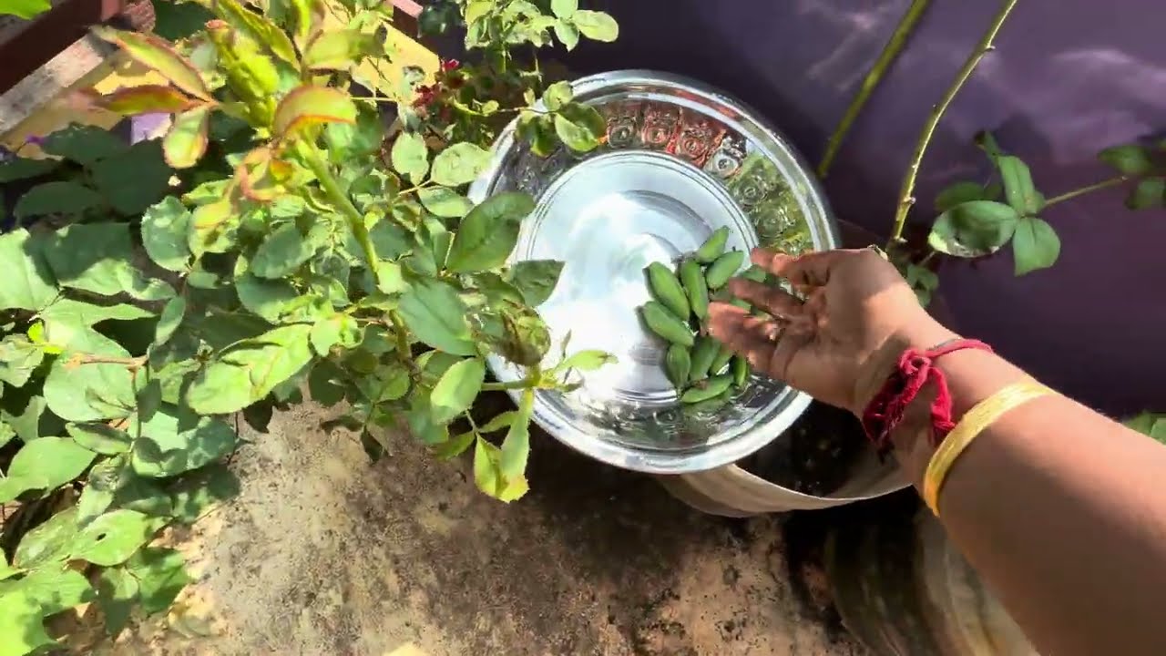 Kovai kaai harvesting our garden 
