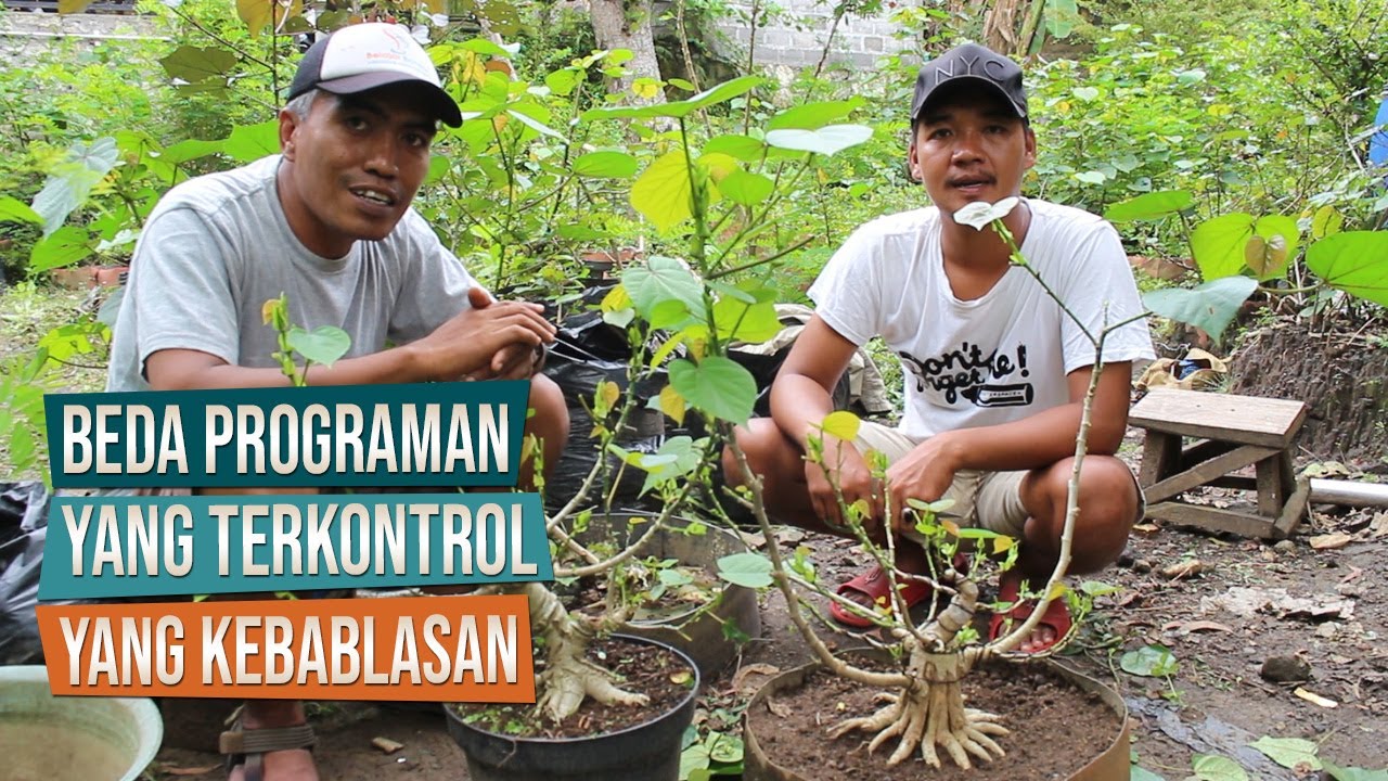 Perbedaan Bahan Bonsai Waru Yang Di Program Dengan Yang Salah Program Bersama Mas Ben