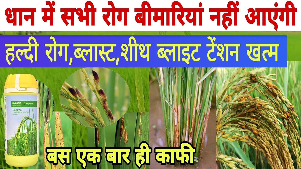 धान में शीथ ब्लाइट हल्दी रोग ब्लास्ट सभी रोगों की पहचान उन पर कंट्रोल करने की बेस्ट टॉप दवाई। Top👍👌
