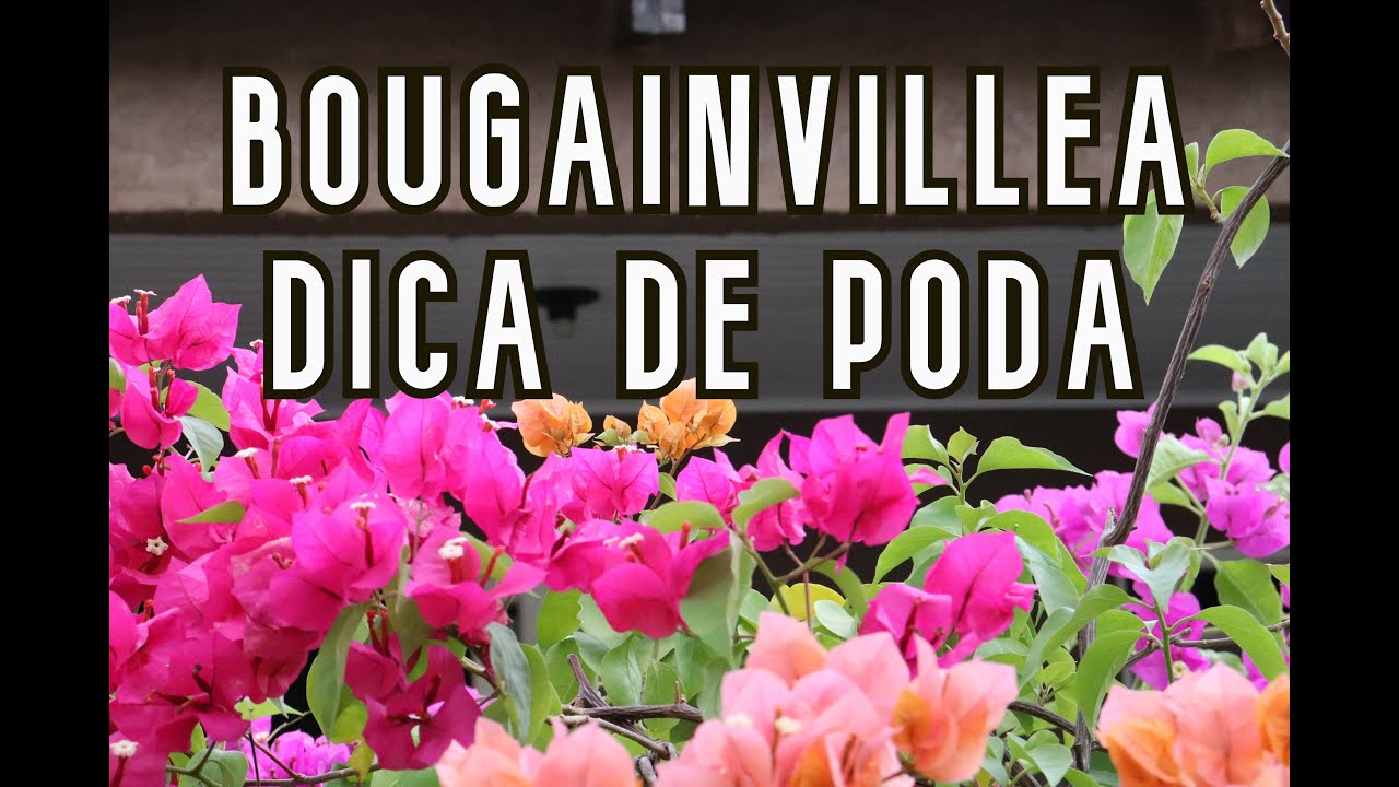 Dicas de poda em Bougainvilleas