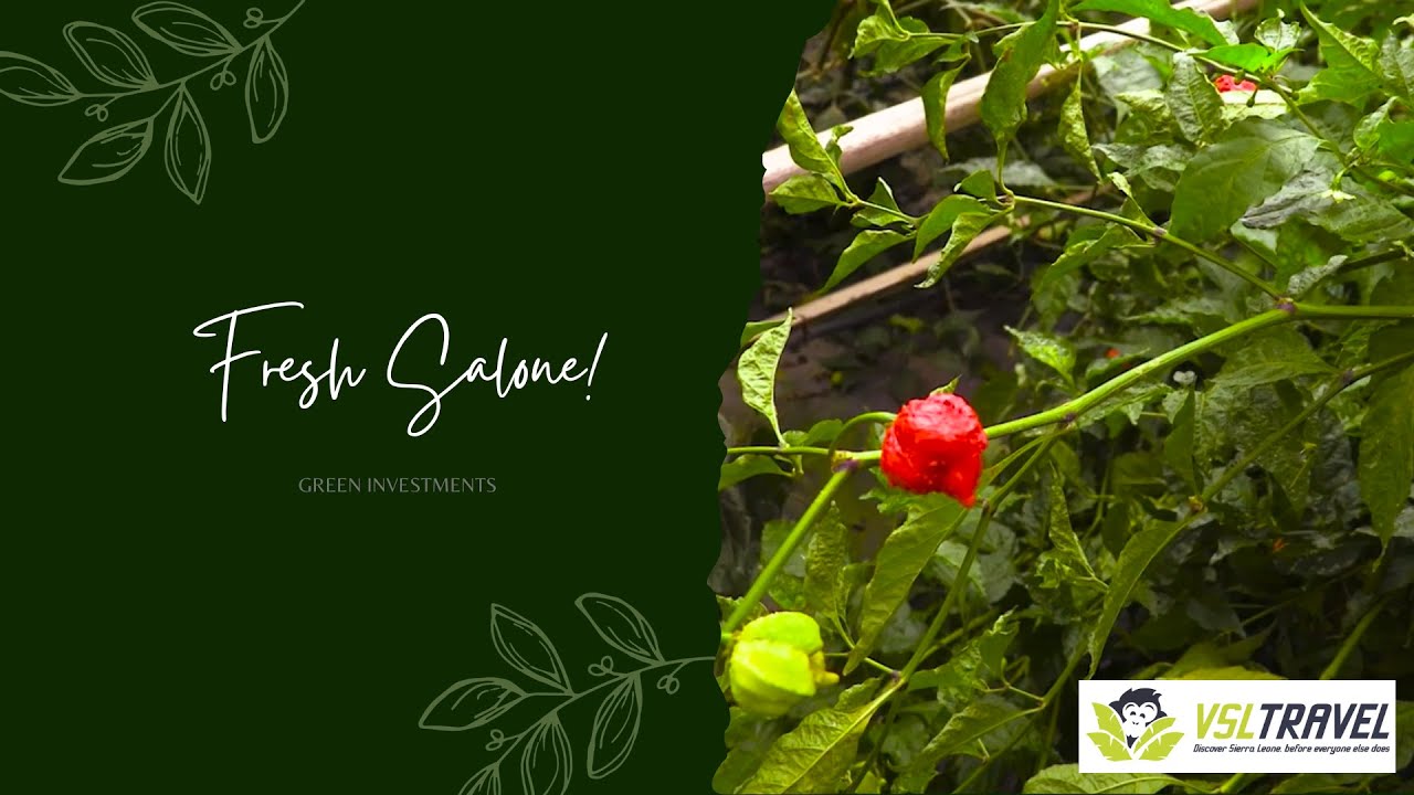 FRESH SALONE: Sierra Leone's agricultural gem