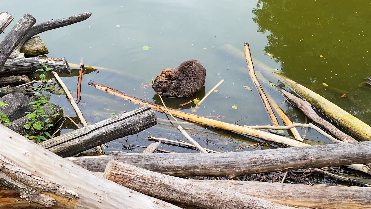 Chill BEAVER eating wood - 10 hours in 4K