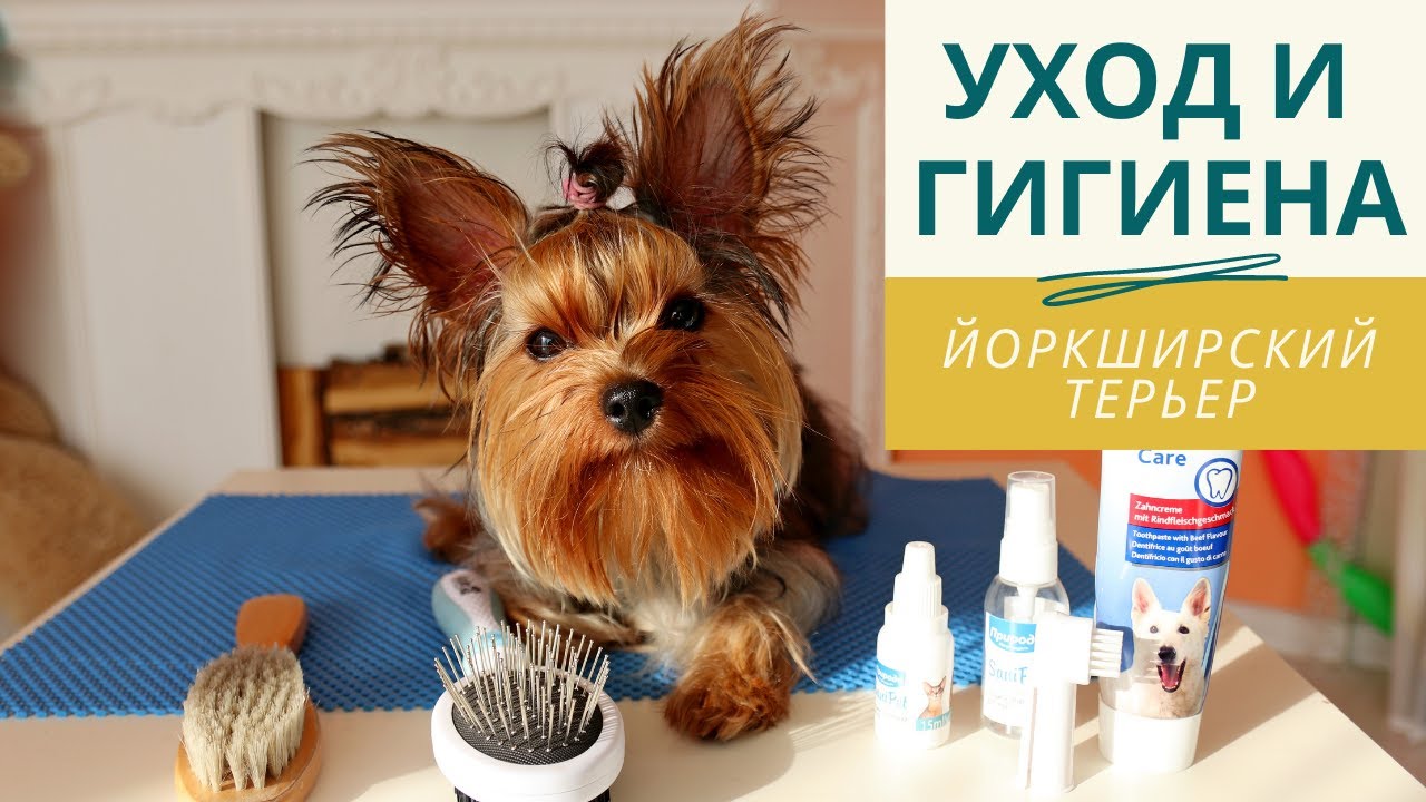 Ежедневный уход за йоркширским терьером (расчесывание йорка, как чистить глаза, уши и зубы собаке)