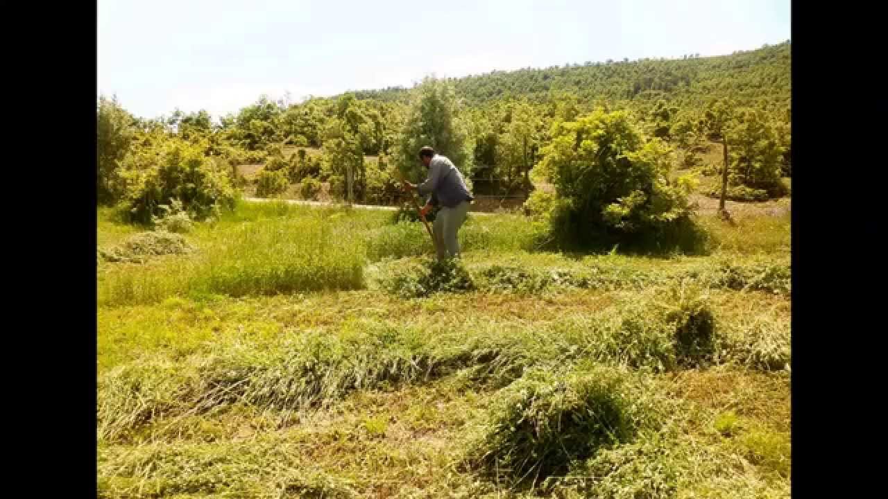 PEKMEZLİ KÖYÜ