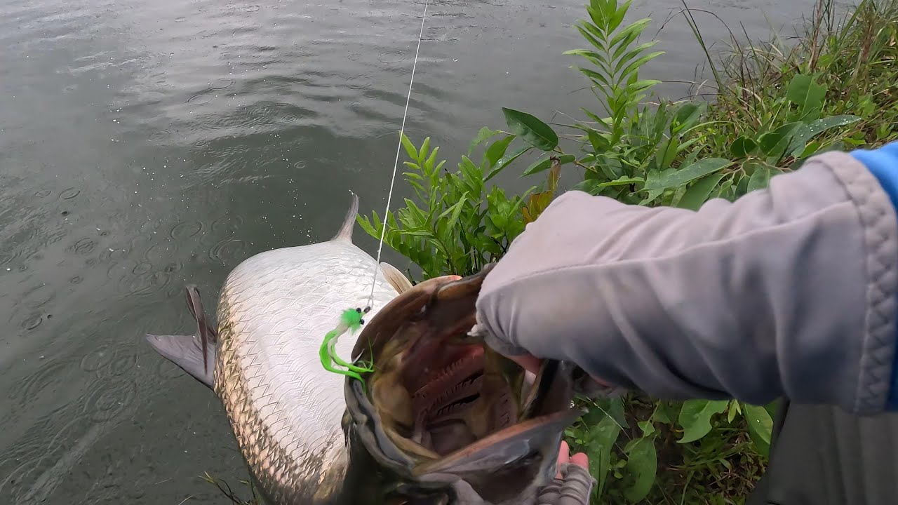 TARPON