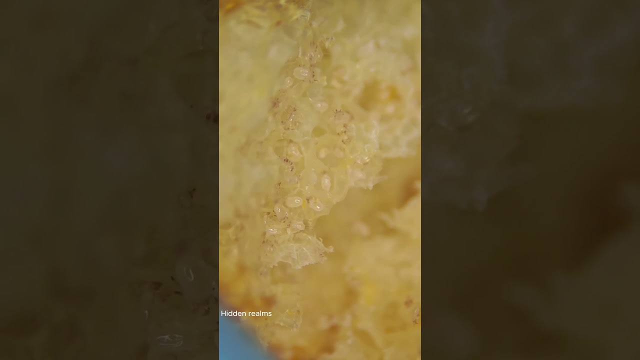 Cheetos  #microscope #science #biology #christmas