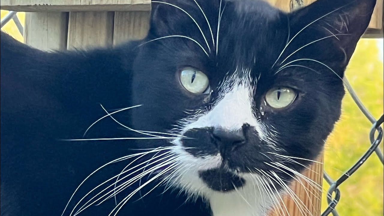 Furball Farm Cat Sanctuary is live!