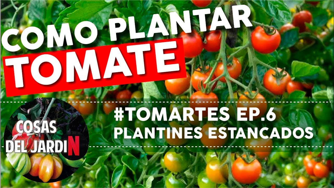 #TOMARTES EP. 6 - PLANTINES ESTANCADOS