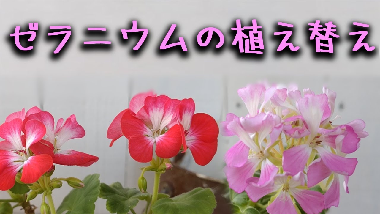 034  ゼラニウムの植え替え