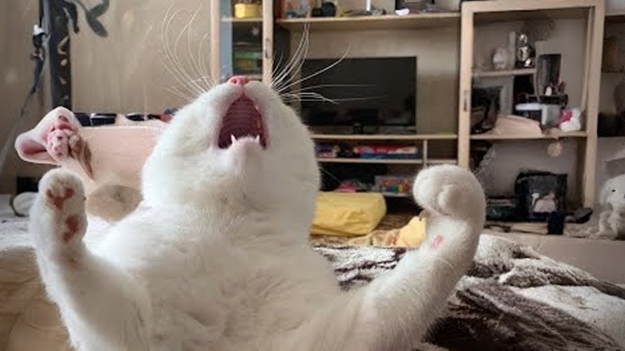 When Your Cat Deserves an Oscar for Best Comedian 🏆😂 Funny Cat Videos