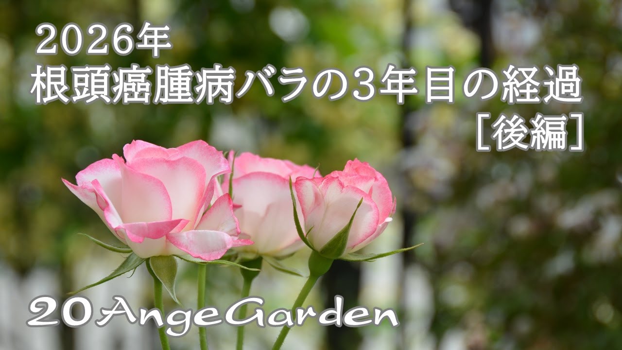 20AngeGarden ｜2026年 根頭癌腫病バラ15株の3回目の経過［後編］