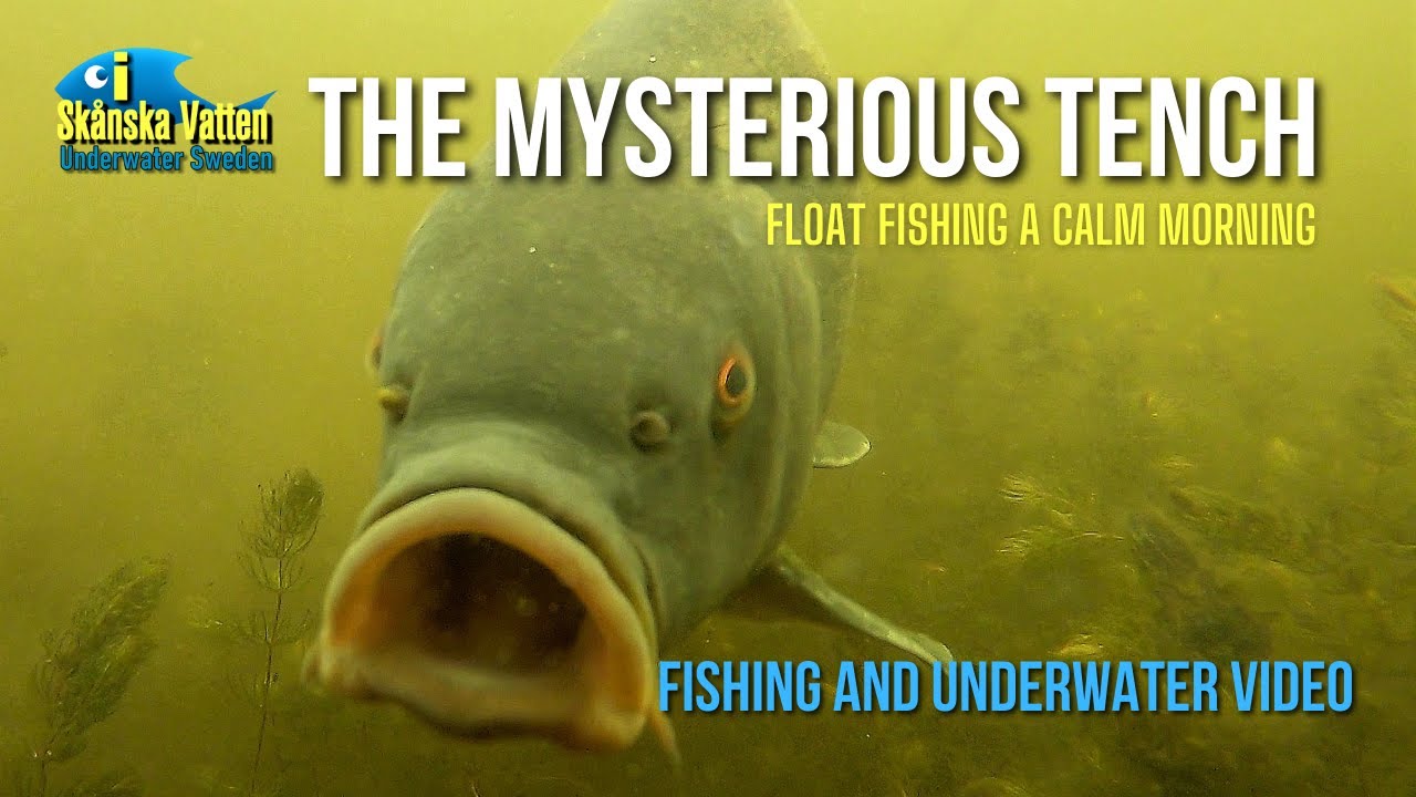 The mysterious tench / Fishing and underwater video