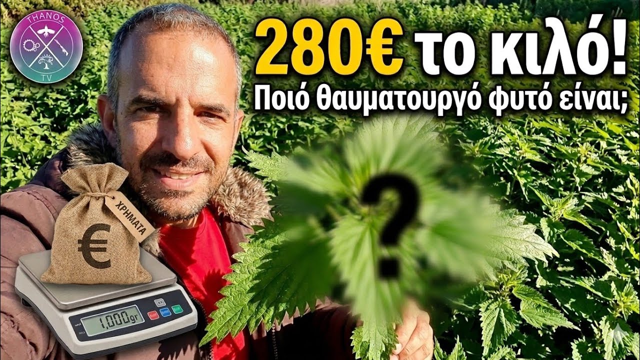💶 280€ το Κιλό! Ποιό είναι το Θαυματουργό Φυτό με τόσες Θεραπευτικές ιδιότητες και οφέλη;