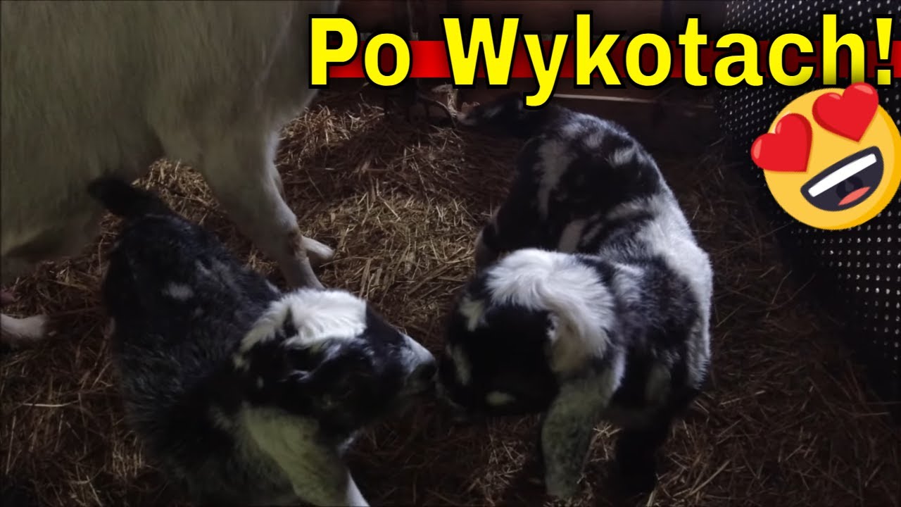 Wszystkie kozy wykocone. Stado się powiększyło ale ojciec uciekł...