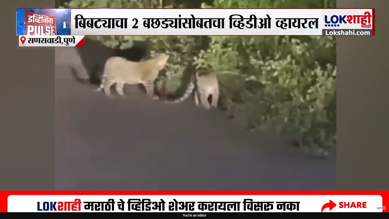 Pune Leopard | पुण्यातील सणसवाडीत 2 बछड्यांसह बिबट्याचा मुक्त संचार, Video Viral