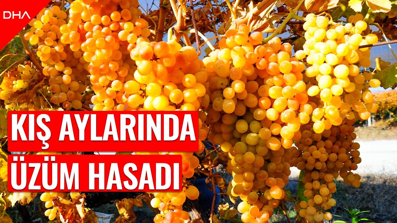Manisa'da kış mevsiminde üzüm hasadı