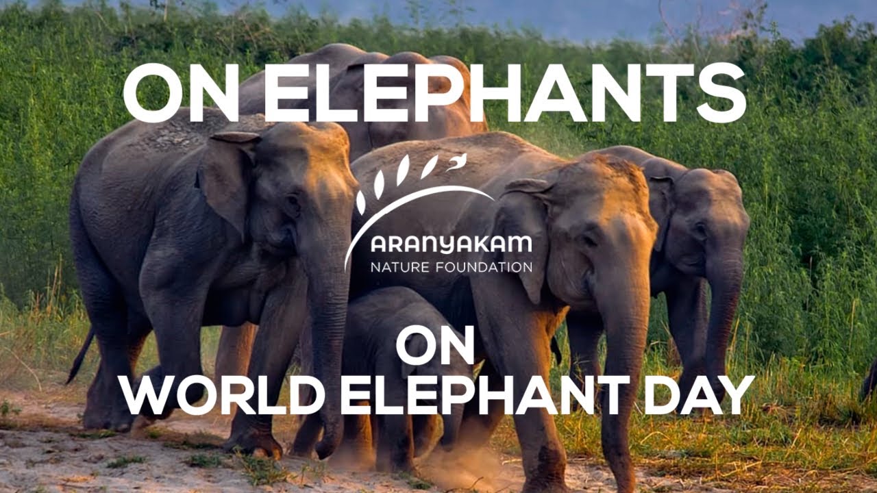 On Elephants on World Elephant Day, Cine Artist Ramu Padikkal interviewing Dr PS Easa