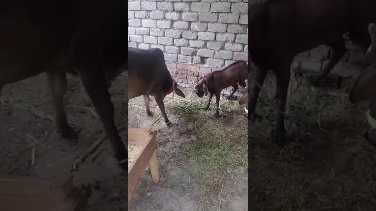 Dangerous qurbani moments 2025 🥺 || Eid UL Azha Funny Animals Attacks || Anari Qasai